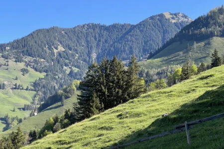 Mixed Forests And Thinned Out Trees On The Slopes Of The Uri Alps Mountain Massif And In The Melchtal Swiss Alpine Valley Canton Of Obwald, Switzerland (kanton Obwalden, Schweiz)